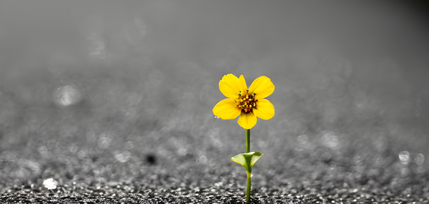 Building a Resilient Portfolio: Risk Mitigation Techniques